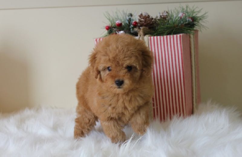 Jasmine - Poodle Puppy