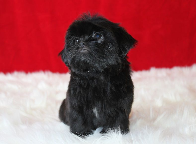 Levi - Shih Tzu Puppy